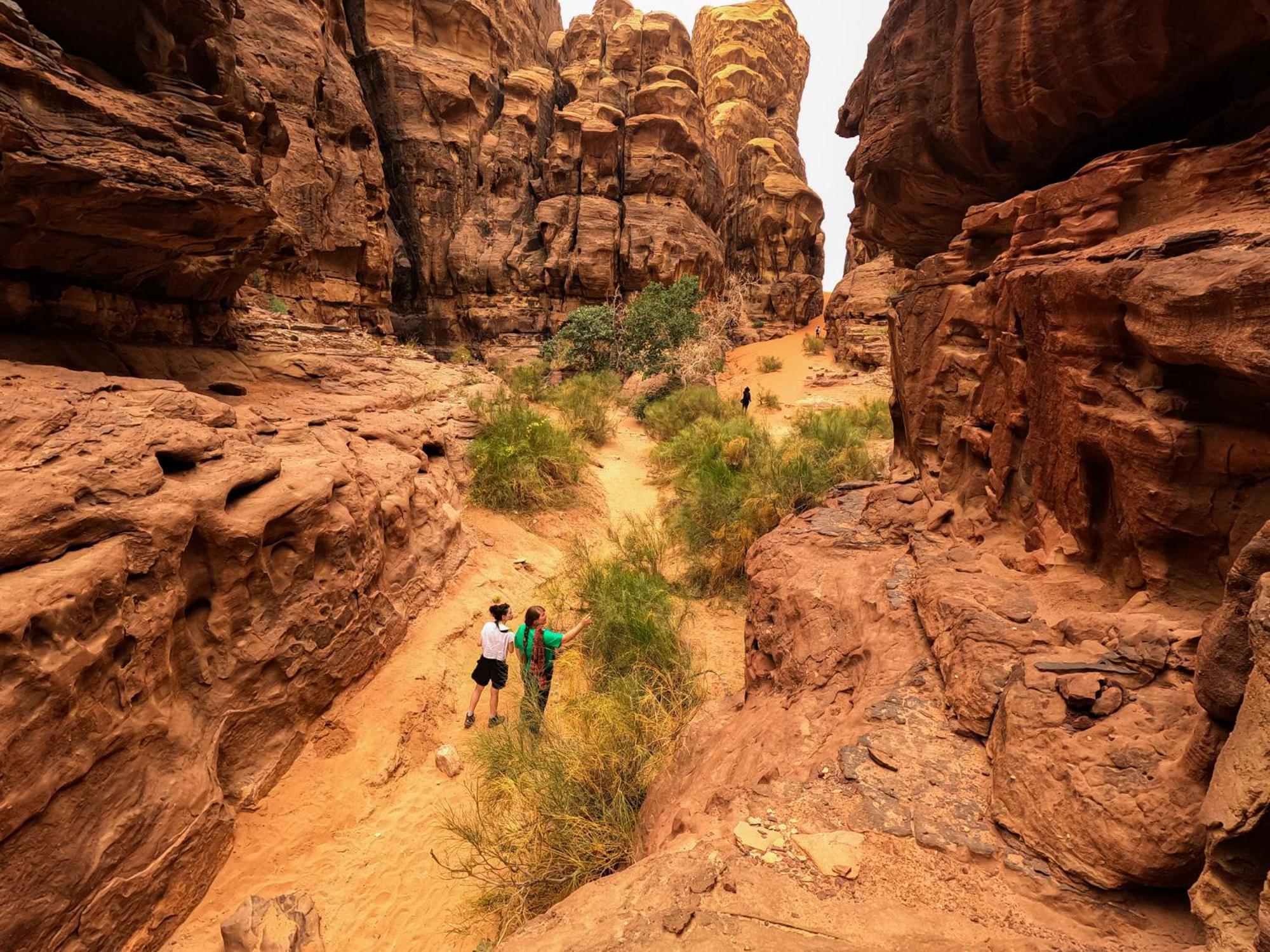 Stargazing Camp & Tours Hotell Wadi Rum Exteriör bild