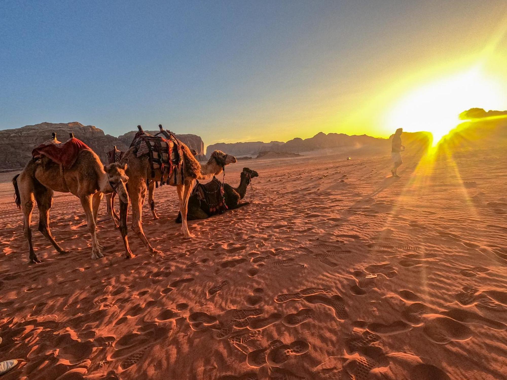Stargazing Camp & Tours Hotell Wadi Rum Exteriör bild