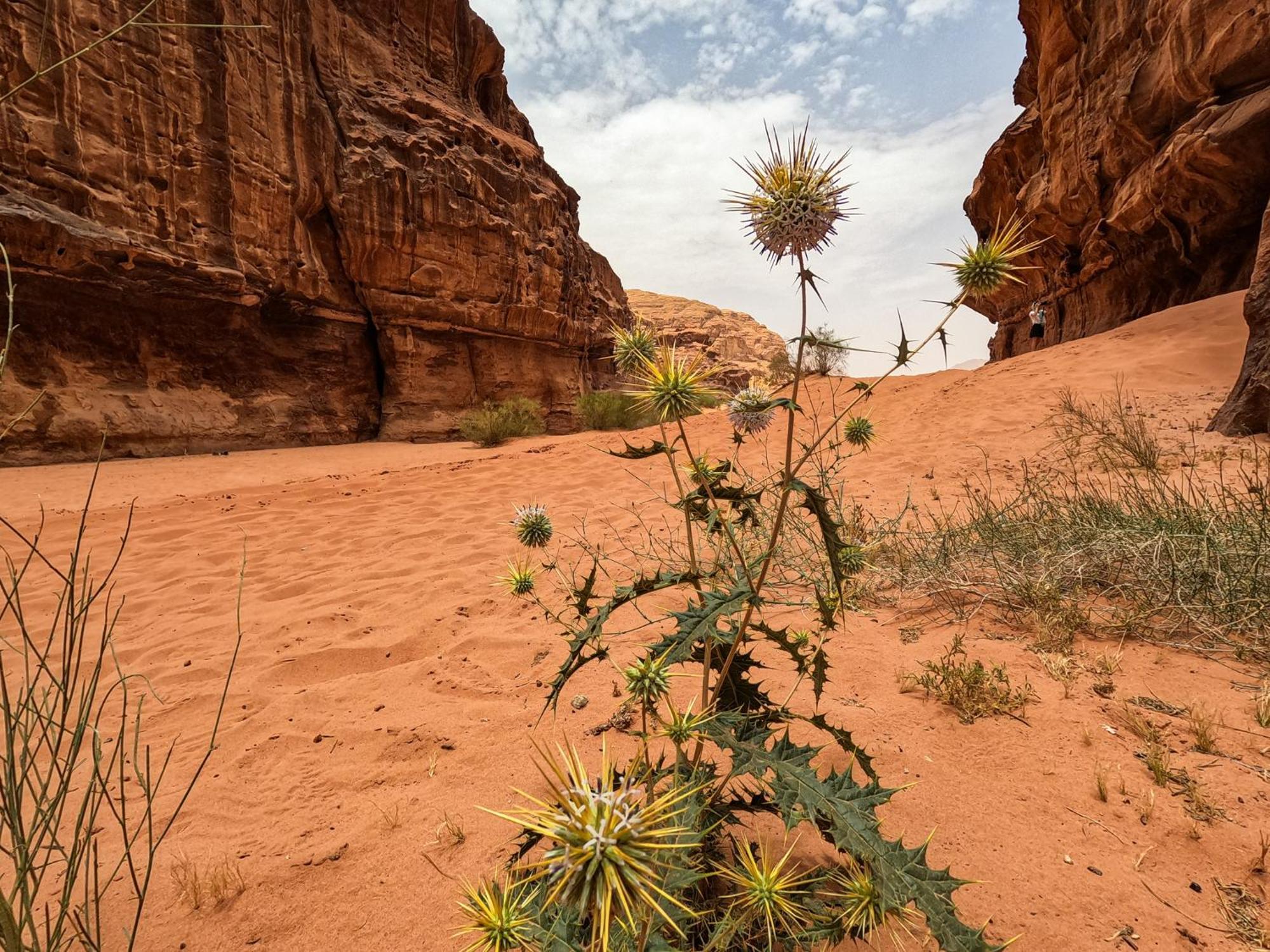Stargazing Camp & Tours Hotell Wadi Rum Exteriör bild