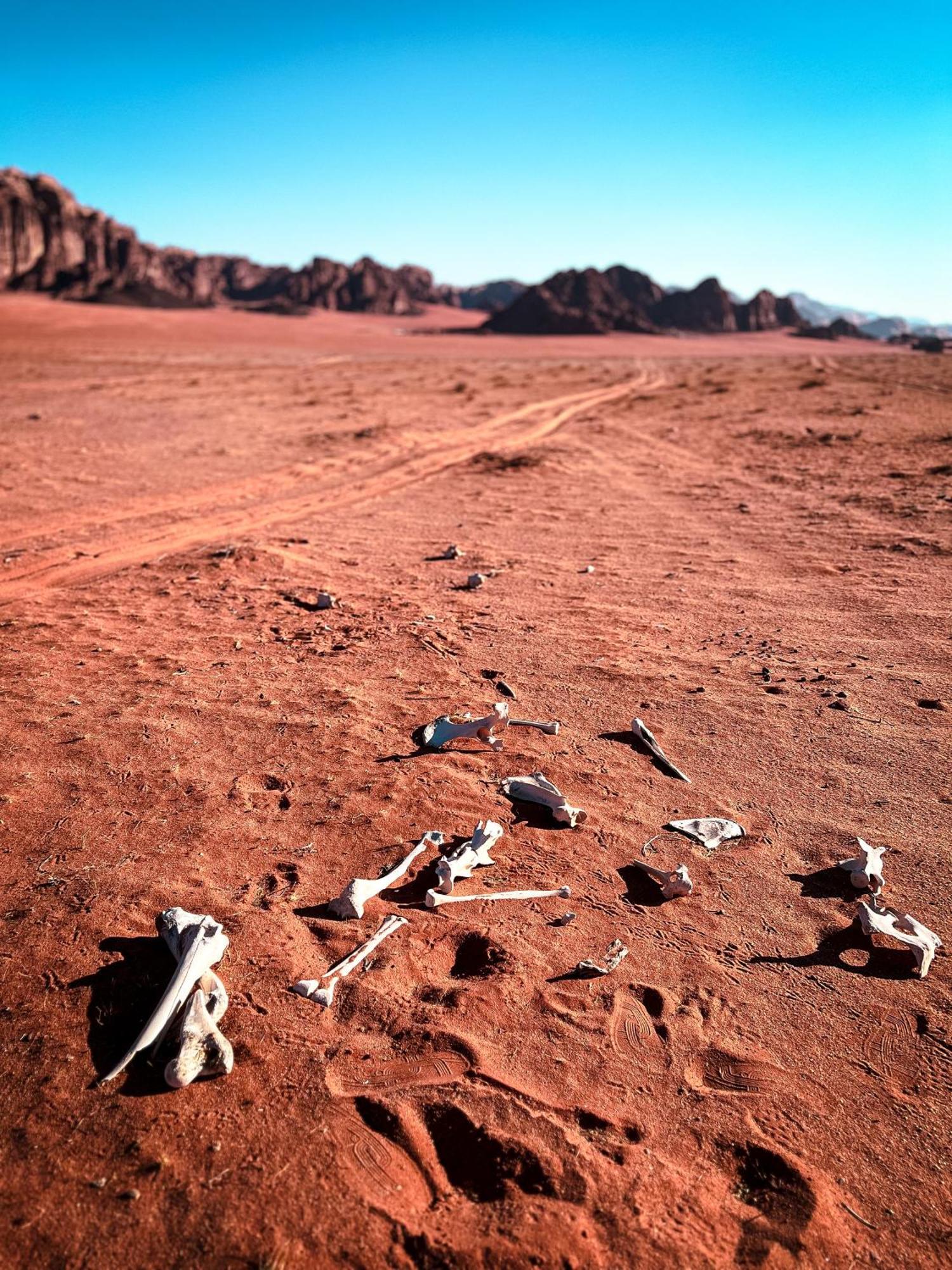 Stargazing Camp & Tours Hotell Wadi Rum Exteriör bild