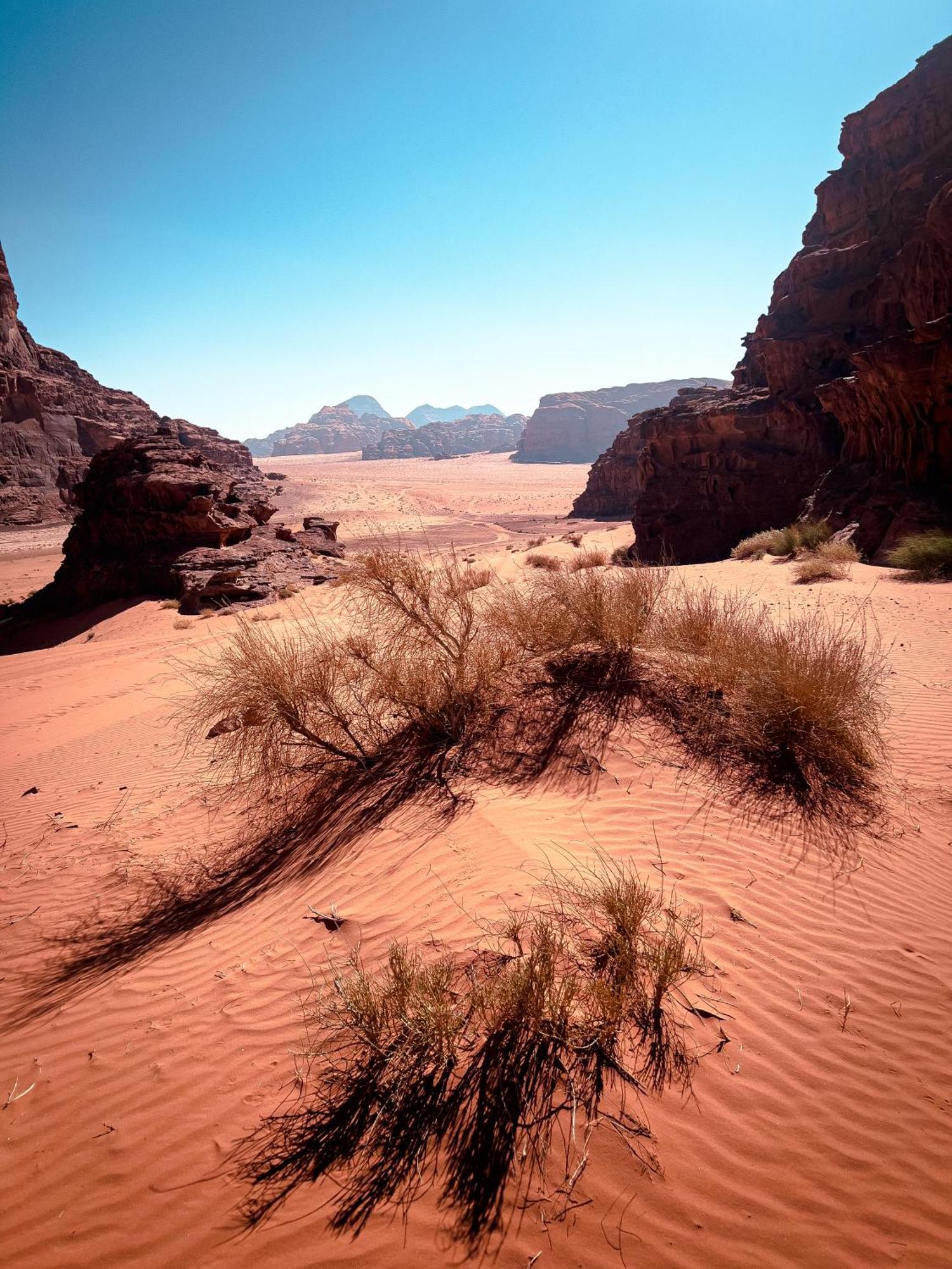 Stargazing Camp & Tours Hotell Wadi Rum Exteriör bild