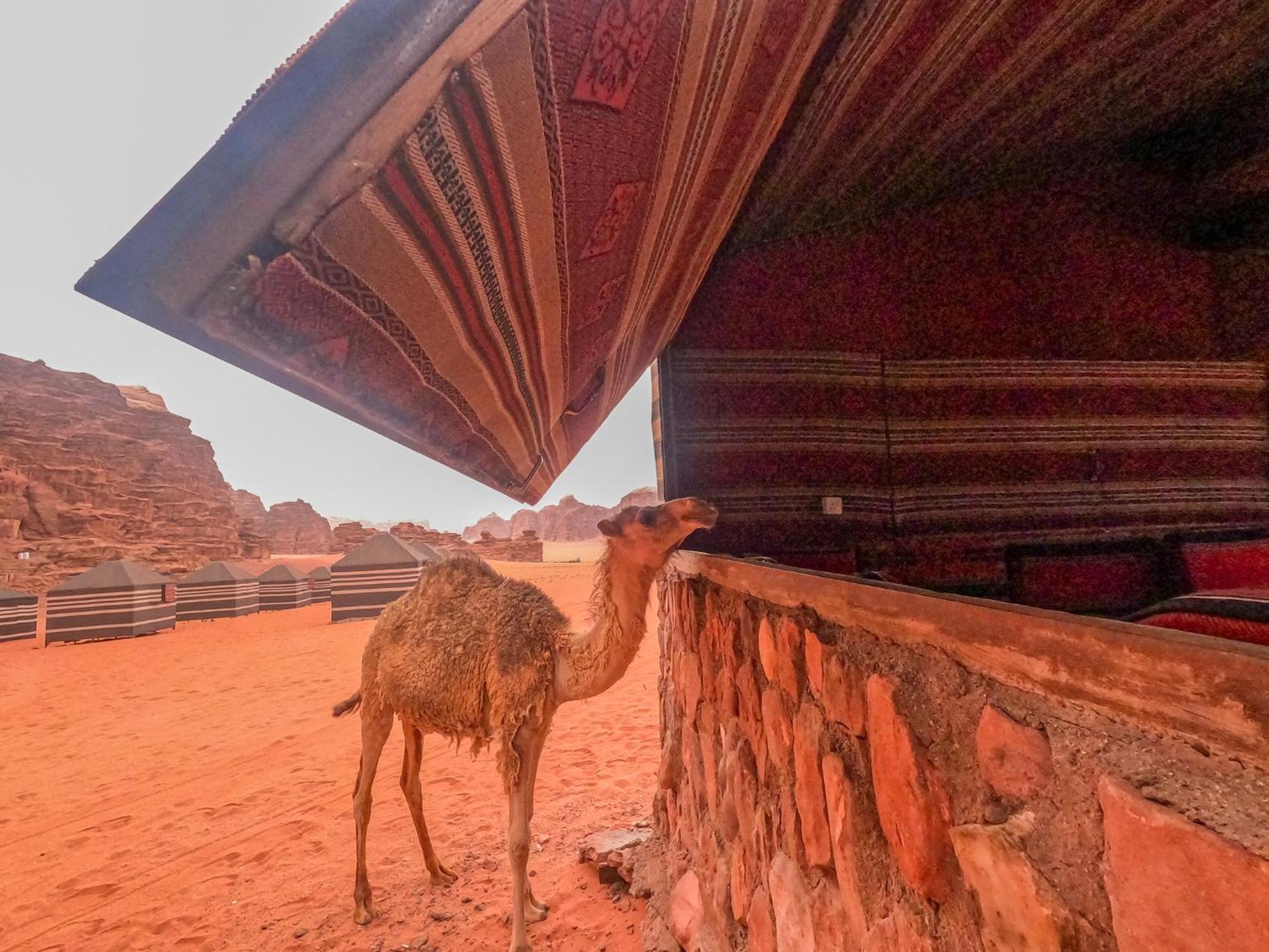 Stargazing Camp & Tours Hotell Wadi Rum Exteriör bild
