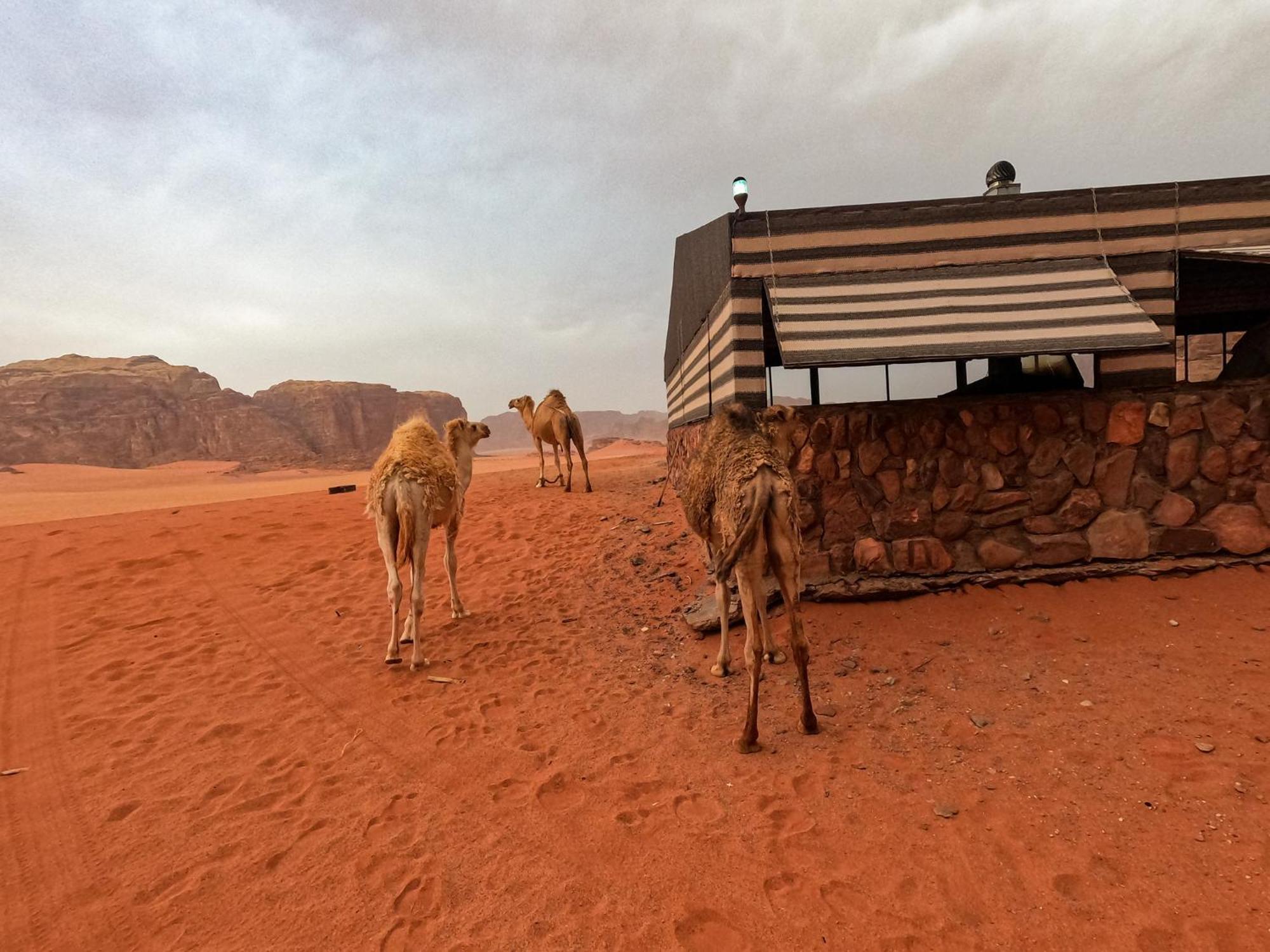 Stargazing Camp & Tours Hotell Wadi Rum Exteriör bild